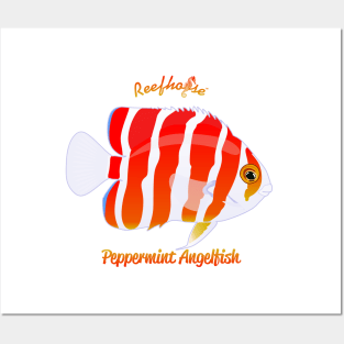 Peppermint Angelfish Posters and Art